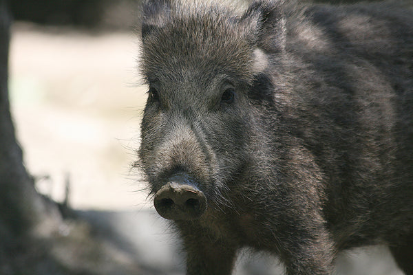 Vildsvin (Sus scrofa) set forfra i skovterræn